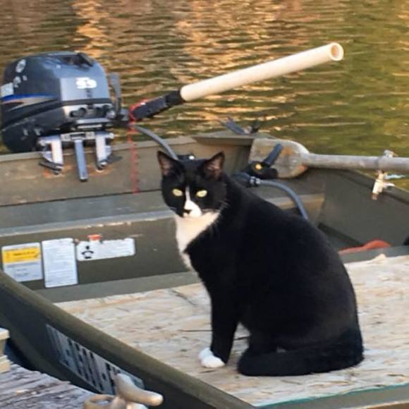 Meet your Posher, Donna - Picture 1 of 1